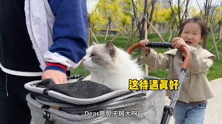 去新开的公园遛遛猫结果一个更比一个怂