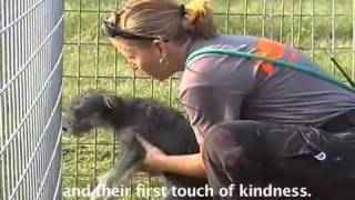 ASPCA Rescues 70 Dogs from MO Puppy Mill