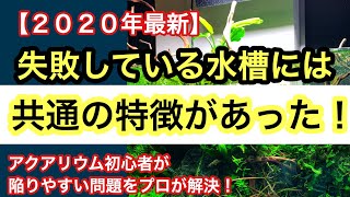 【失敗する水槽には共通の特徴があった】アクアリウム初心者が陥る問題をプロが解決!