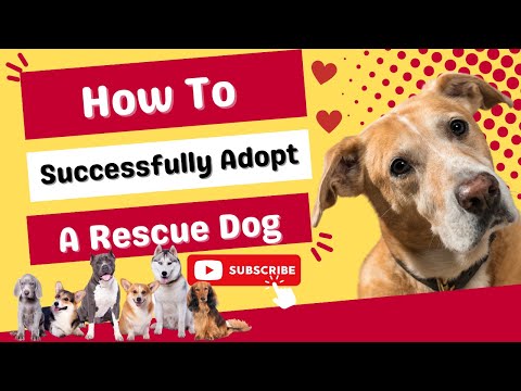 Vídeo: Dicas para Adotar e Re-Homing com Sucesso em um Cão