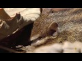 Capture de la vidéo Smithsonian Channel: Great Snakes (2015) Documentary "Cobra"