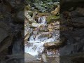 Natural Waterfall in the Forest for Total Relaxation #shorts