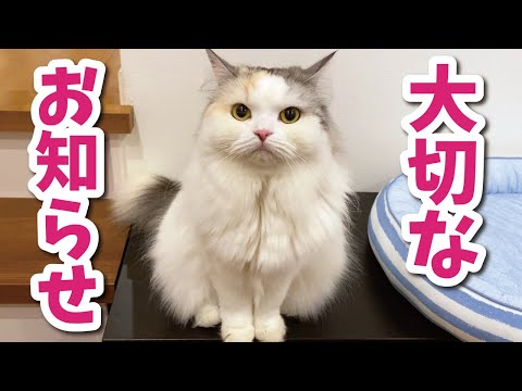 つくしから大切なお知らせがございます【関西弁でしゃべる猫】