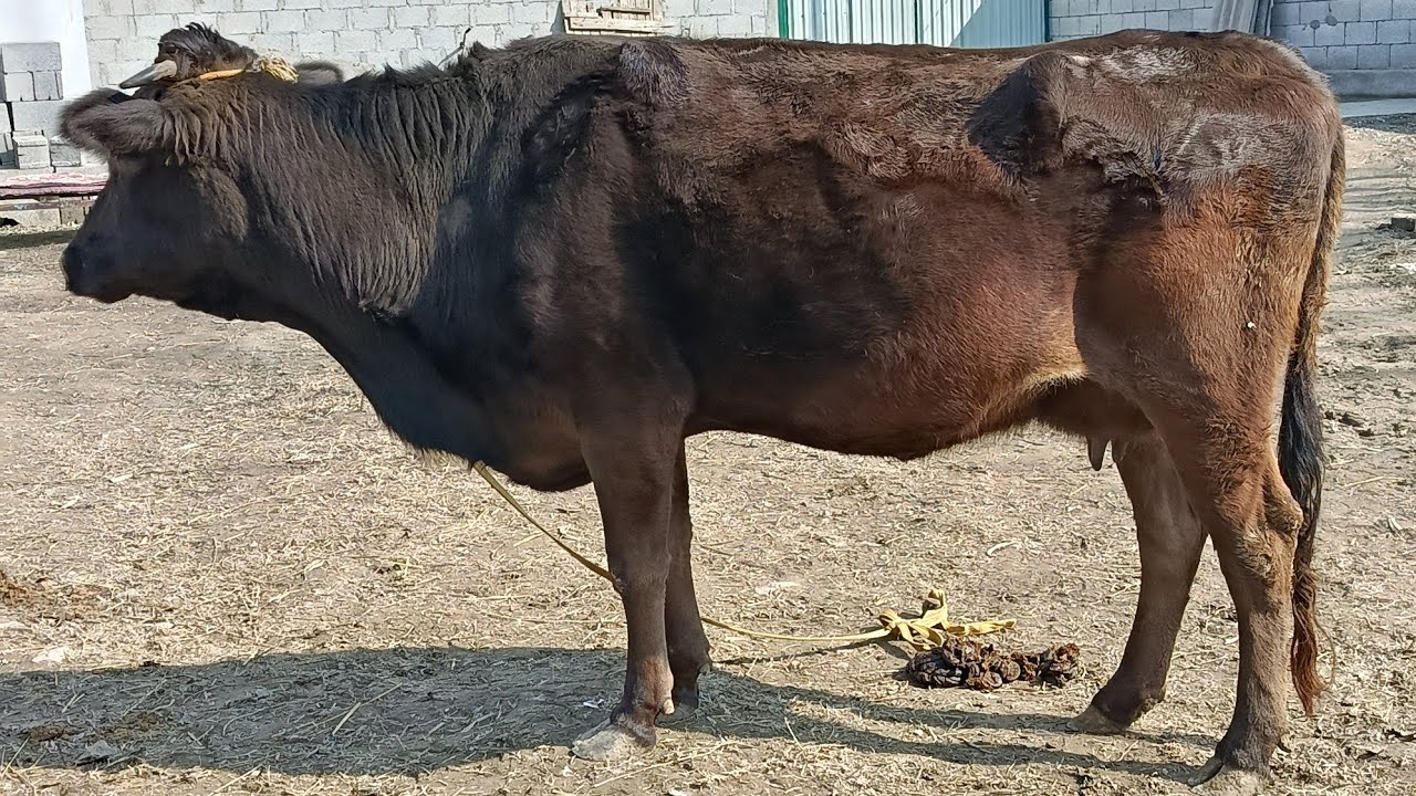 SHERBEK UZ +99893.874.92.99