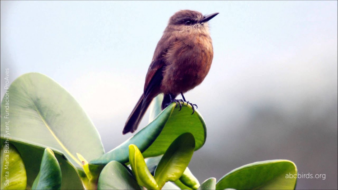 Santa Marta Bush Tyrant Call Santa Marta Birds Butterflies Bird