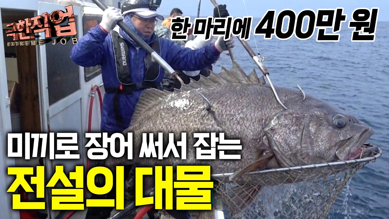 “사람 머리도 들어가요” 성인 키만 한 크기, 용왕님이 허락해야 잡을 수 있는 전설의 대물, 돗돔|극한직업