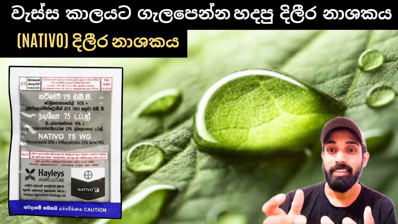 බෝගයට පූර්ණ ආරක්ෂාවක් දෙමින් වැස්සෙන් ආරක්ෂා වෙන්නම නිෂ්පාදනය කල නටිවෝ(NATIVO) දිලීර නාශකය.