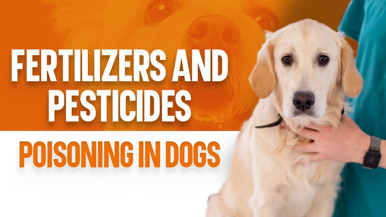 How Do I Detox My Dog From Pesticides?