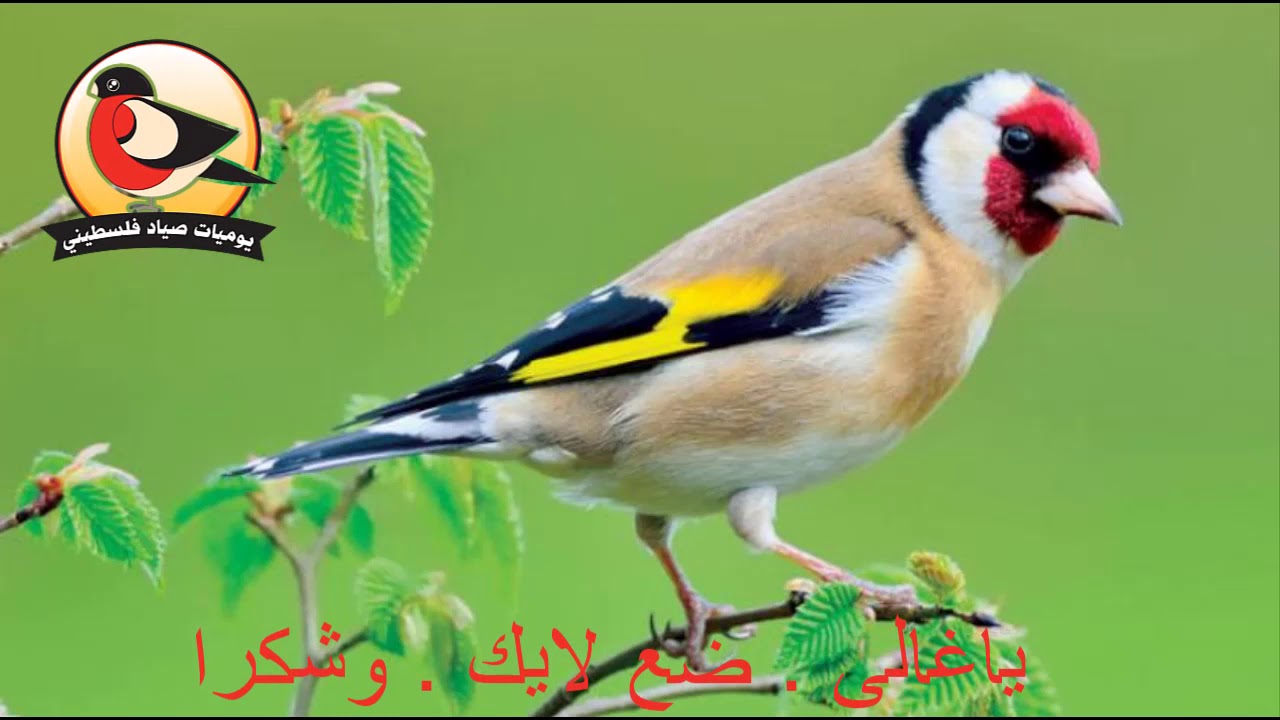 نهرة مقنين ناردة جدا . تغريد حسون نارد ومميزة بدون منافس 2020 - YouTube