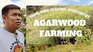 AGARWOOD FARMING  Truth, Risks, Realities & Opportunities... Watch This FIRST!