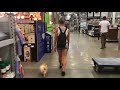 Rachel Levin's, RCLBeauty101, Pomeranian, Neyo Bambi, Before & After ||| Lehigh Valley Dog Trainers Rachel Levin's, RCLBeauty101, Pomeranian, Neyo Bambi, Before & After ||| Lehigh Valley Dog Trainers