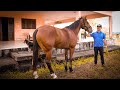 🔥🐎 FEIRA DE CAVALO EM CARUARU PE!! MELHORES MOMENTOS DAS ÚLTIMAS FEIRAS!!