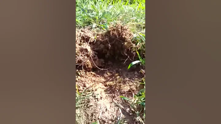 Black widow getting eaten by Fire ants