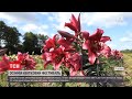 Українська Голландія: волинський фермер організував осінній квітковий фестиваль