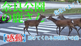 Stuck on the road, a friendly deer comes to the rescue.  #narapark #naradeer #deer