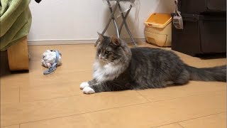 ビビる猫 ノルウェージャンフォレストキャットA surprised cat.Norwegian Forest Cat.