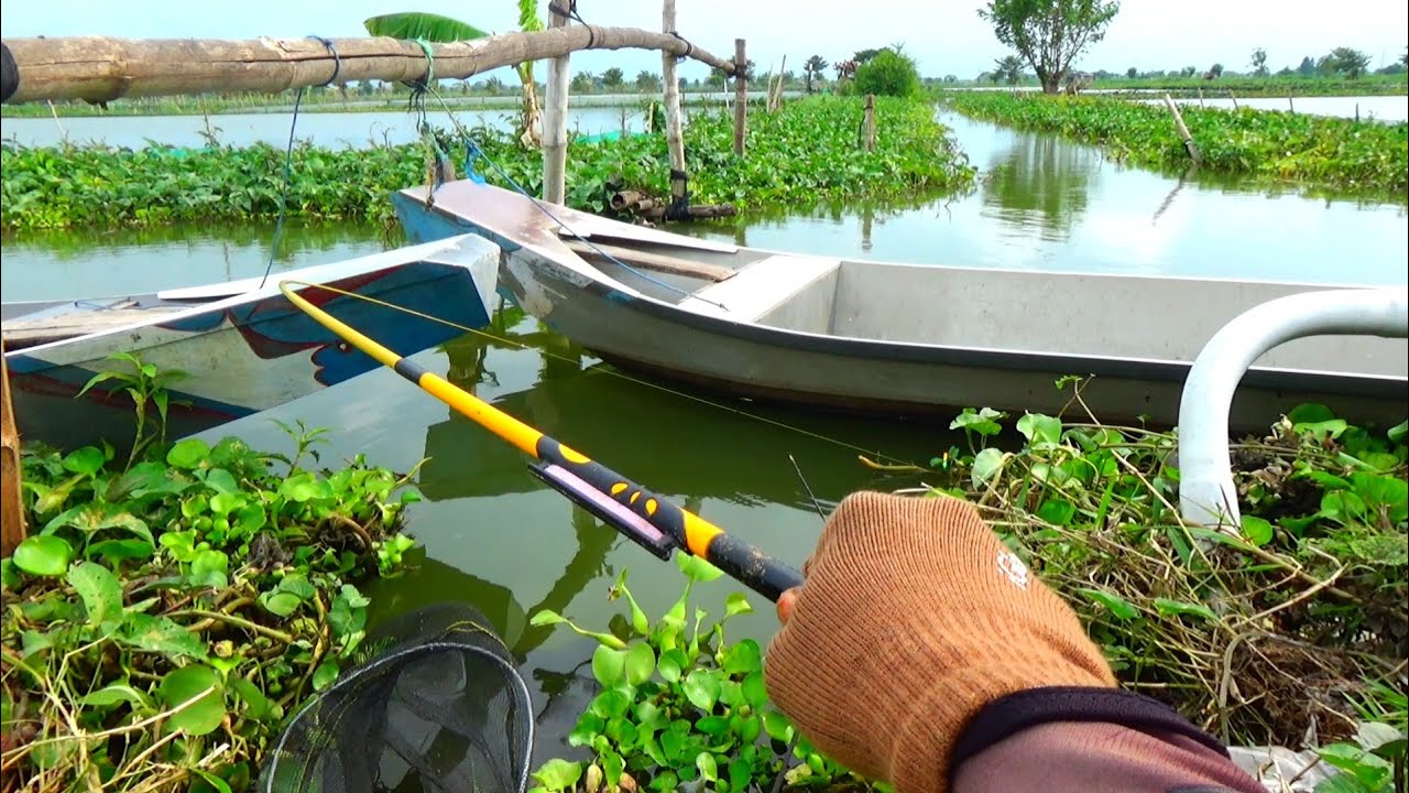 Gak perlu nunggu lama-lama mancing ikan mas disini,, Mancing sebentar saja dapat banyak 