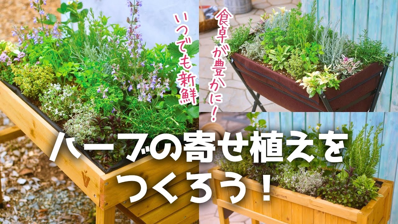 食卓が豊かに！ハーブの寄せ植え #ガーデニング #寄せ植え #ハーブ