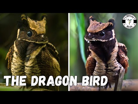 Great Eared-Nightjar - The Dragon Bird