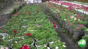 Làng hoa Sa Đéc với nỗi lo được mùa mất giá