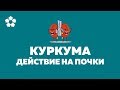 Как куркума действует на почки? Куркума для почек. Польза и вред куркумы.