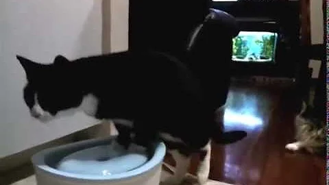 funny cat playing with water