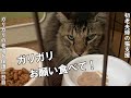 痩せこけてガリガリの長毛猫さんを保護。病院に行き、一夜明けましたが・・・【野良猫支援】