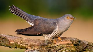 Bird sounds – Common cuckoo (Cuculus canorus)