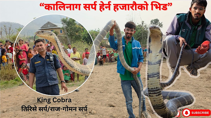 Monster King Cobra | Rescued by Basant Subedi | Dang | WWFC-Nepal |