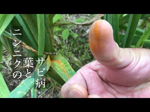 家庭菜園 ニンニクにサビ病 Youtube