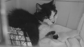 Woman claims city wouldn't euthanize dying feral cat