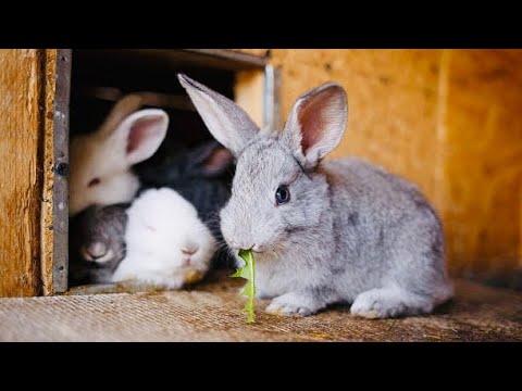 Complete Guide To Treating Rabbit Ear Mites | Smart Agri Hub