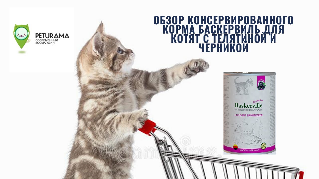 Обзор консервированного корма Баскервиль для котят с телятиной и черникой
