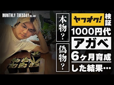アガベ】ヤフオクで1000円台で購入したパリー トランカータ オリザバは 