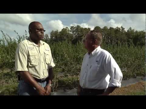 Video: Managementul dăunătorilor afinelor - Recunoașterea simptomelor dăunătorilor afinelor
