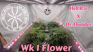 Wk 1 flower Hell Rzr x Dr.Thunder under @grandmasterlevel masterbloom 6 red with Tarantuala Volcanos