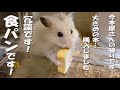 辞書のような厚さの食パンを 食す！ワイルドなハムスター