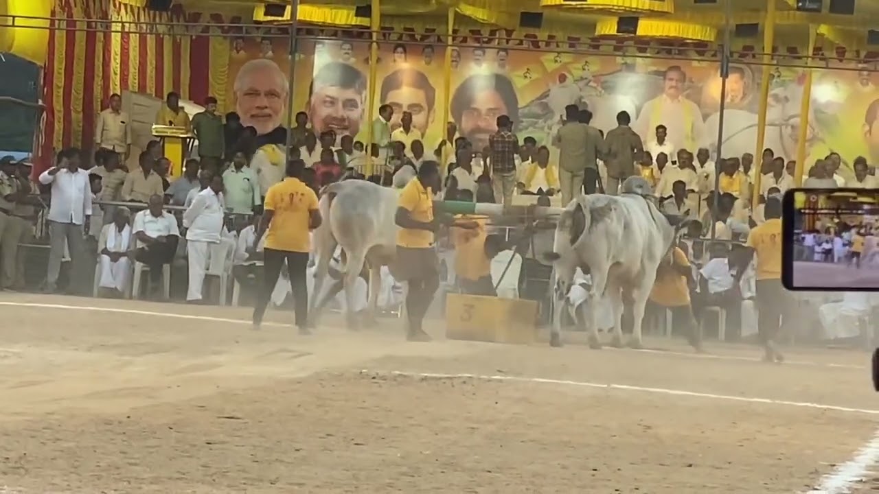 Psky sub junior Bull combined bull 🐂