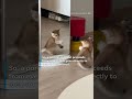 Happy International Cat Day! CatVideoFest 2026 screening in OKC