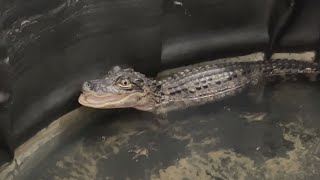 Experts give tips on staying safe around alligators