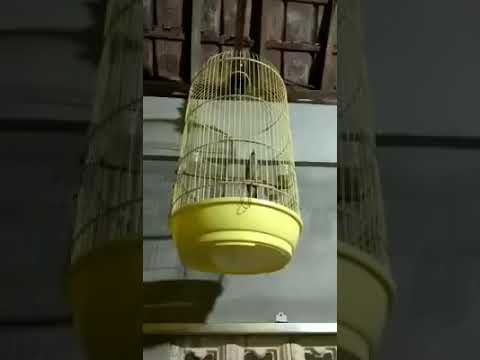 Kicau burung kedasih 