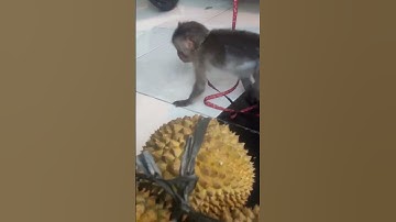 juminten makan durian. #cakhanw #viral #monyetlucu #monkey #monyet