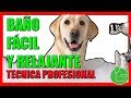 Cómo Bañar a mi Perro en Casa (TÉCNICA PROFESIONAL MUY FÁCIL)