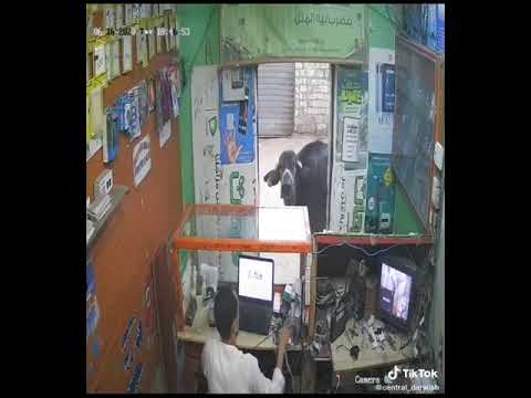 اجمل ضحكه حالات واتس