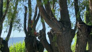 Time lapse video of willow tree being cut down