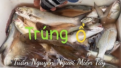 Câu cá tráp trái mùa… mà cá chét phá mồi như điên #.câu cá thiên nhiên.