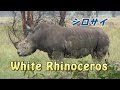 シロサイの親子　White Rhinoceros　Africa Kenya Safari