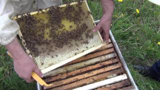 Начинающий пчеловод решил Купить Пчел Бакфаст и приехал к нам(Продажа пчелосемей начинающему пчеловоду. Неожиданный подарок от Леонида. Наш телефон +375297477533 Товары..., 2016-06-10T01:02:28.000Z)