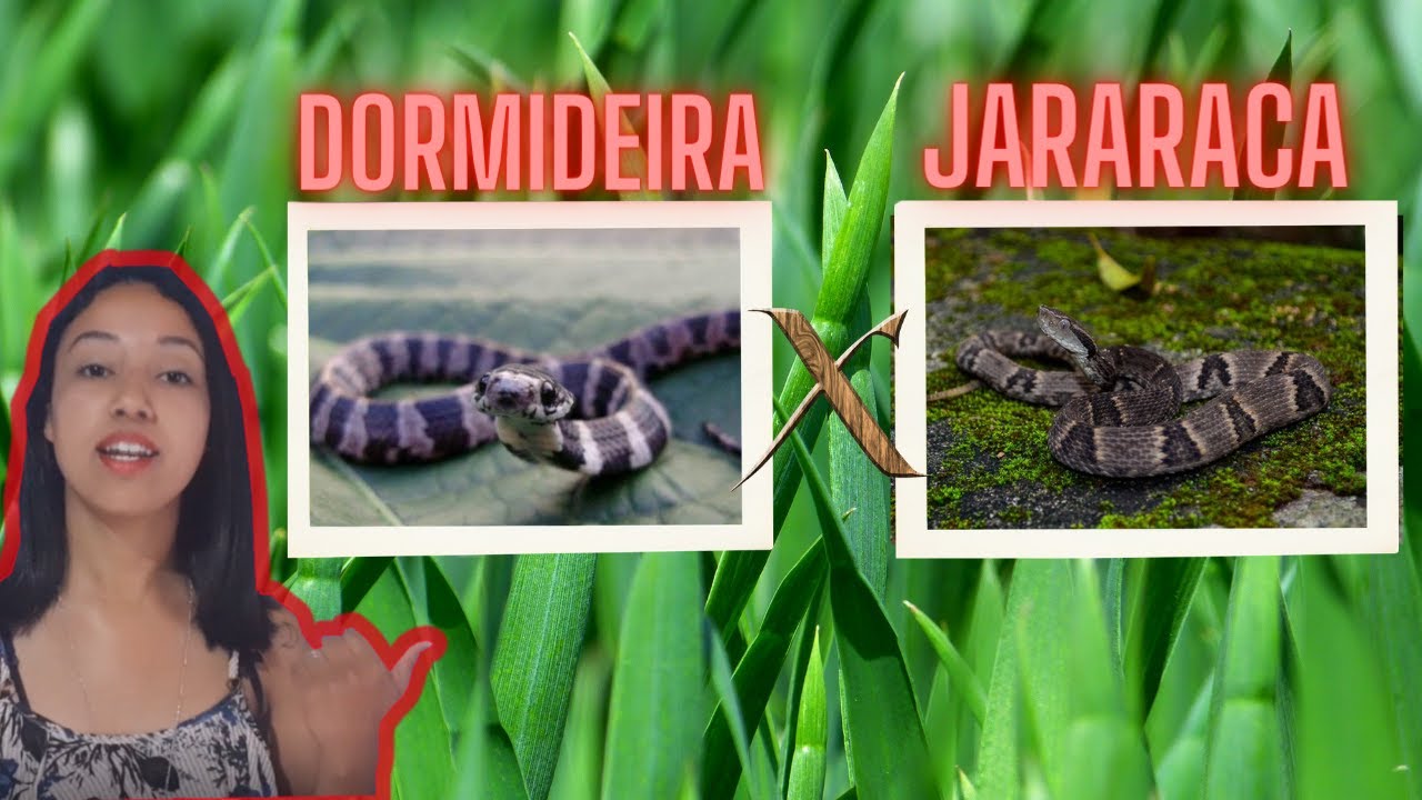 Jararaca x Jararaquinha dormideira (Papa lesma) entenda as diferenças ...