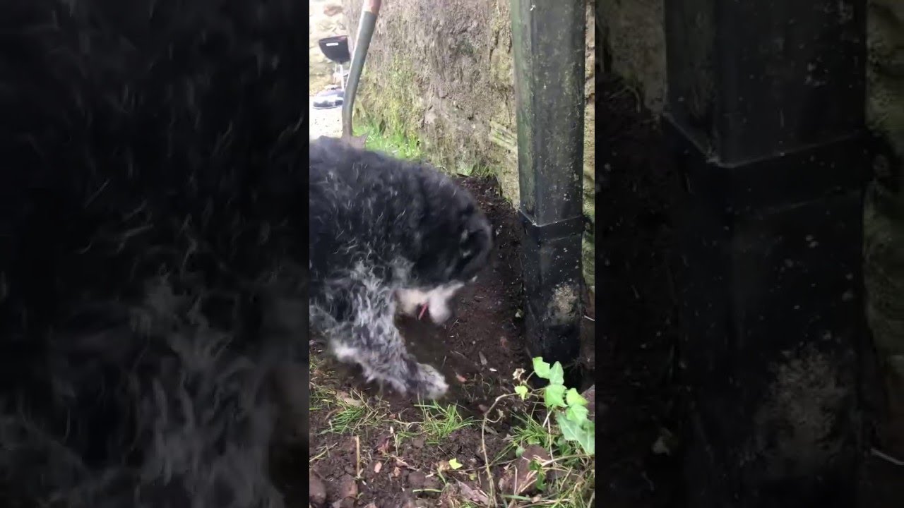 Dog and Human Team up to Rescue a Robin || ViralHog